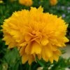 Roots Plants Perennials Coreopsis 'Golden Sphere' 3L Pot 1 Roots Plants Perennials Coreopsis 'Golden Sphere' 3L Pot