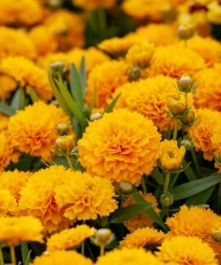 Roots Plants Perennials Coreopsis 'Golden Sphere' 3L Pot