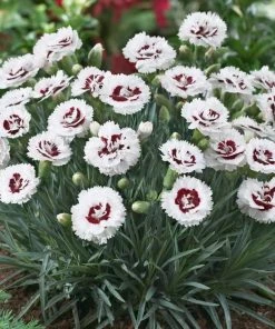 Roots Plants Dianthus Scented 'Coconut Sundae' 2L Pot Perennials