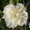 Roots Plants Perennials Dianthus 'Scented Memories' 2 Roots Plants Perennials Dianthus 'Scented Memories'