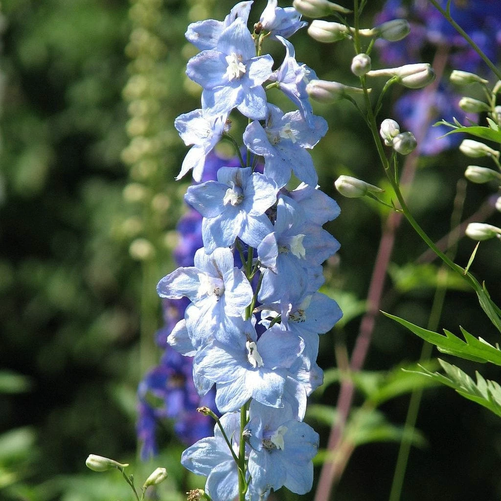 Roots Plants Delphinium 'Light Blue White Bee' Perennials 4 Roots Plants Delphinium 'Light Blue White Bee' Perennials