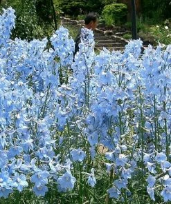 Roots Plants Delphinium 'Light Blue White Bee' Perennials