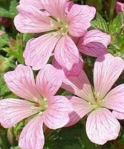 Roots Plants Geranium 'Vision Pink' 1L Pot
