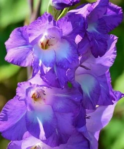 Roots Plants Gladioli 'Nori' 2L Pot