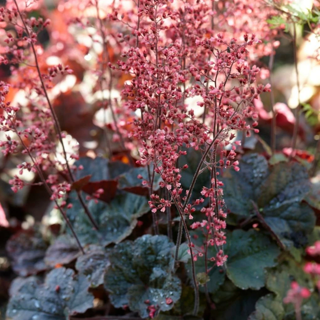 Roots Plants Perennials Heuchera 'Cassis' 3L Pot 3 Roots Plants Perennials Heuchera 'Cassis' 3L Pot