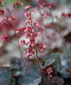 Roots Plants Perennials Heuchera 'Cassis' 3L Pot