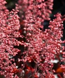 Roots Plants Perennials Heuchera 'Cassis' 3L Pot 7 Roots Plants Perennials Heuchera 'Cassis' 3L Pot
