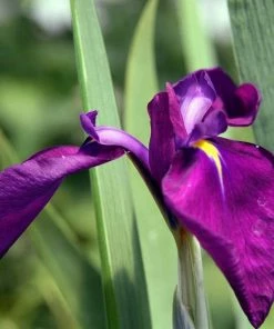 Roots Plants Iris 'Ensata Variegata' 3L Pot Perennials