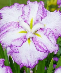 Roots Plants Iris'Tiramisu' 3L Pot Perennials