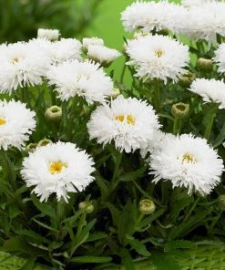Roots Plants Leucanthemum 'Cloud Cumulus' 3L Pot
