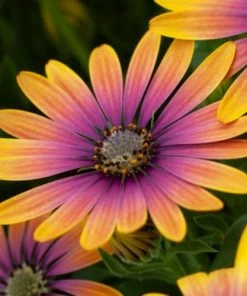 Roots Plants Osteospermum 'Purple Sun' 1L Pot 7 Roots Plants Osteospermum 'Purple Sun' 1L Pot