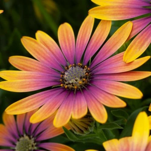 Roots Plants Osteospermum 'Purple Sun' 1L Pot 5 Roots Plants Osteospermum 'Purple Sun' 1L Pot