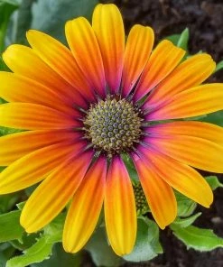 Roots Plants Osteospermum 'Purple Sun' 1L Pot