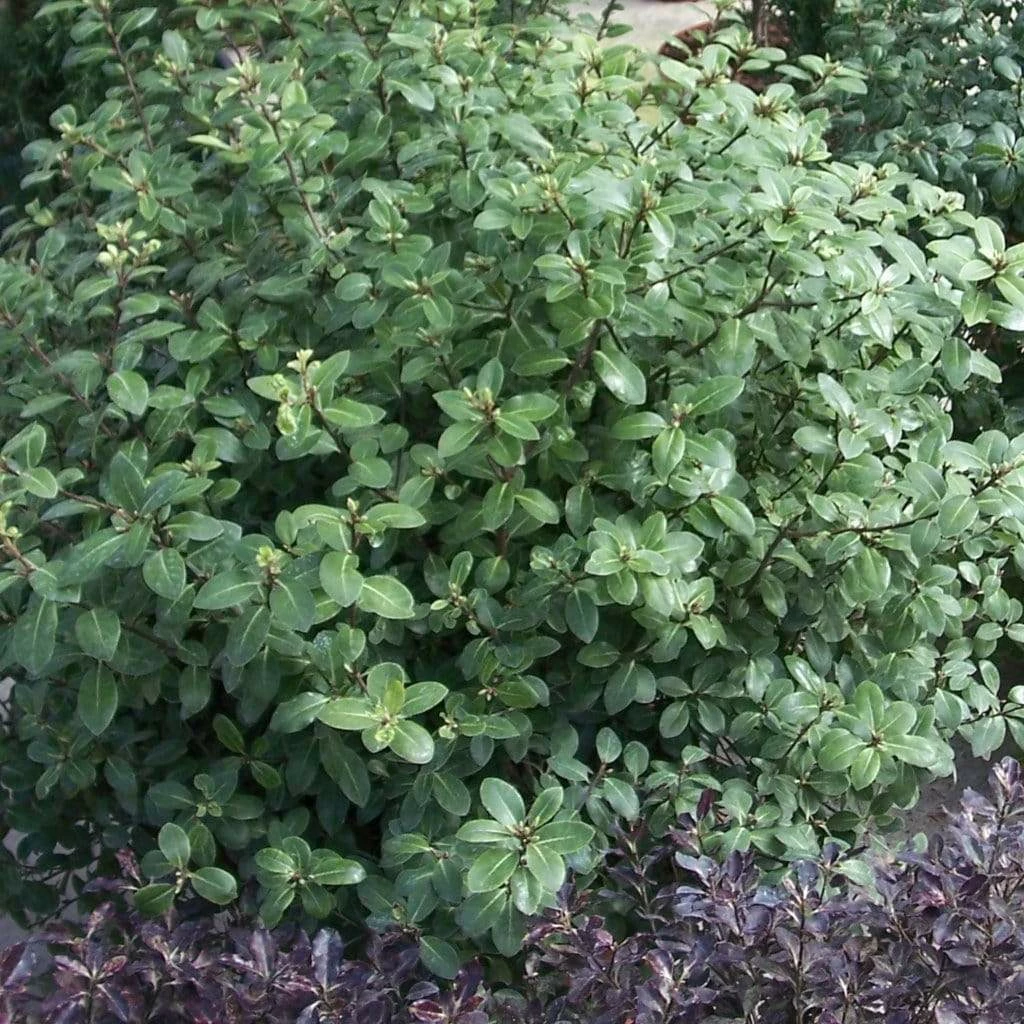 Roots Plants Perennials Pittosporum 'Silver Ball' 3L Pot 3 Roots Plants Perennials Pittosporum 'Silver Ball' 3L Pot