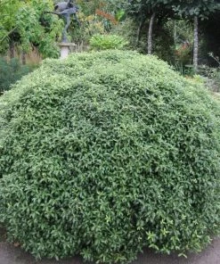 Roots Plants Perennials Pittosporum 'Silver Ball' 3L Pot 5 Roots Plants Perennials Pittosporum 'Silver Ball' 3L Pot