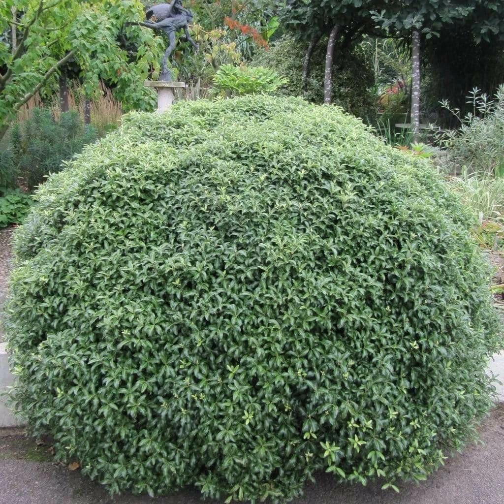 Roots Plants Perennials Pittosporum 'Silver Ball' 3L Pot 4 Roots Plants Perennials Pittosporum 'Silver Ball' 3L Pot