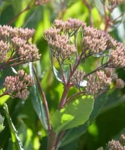 Roots Plants Shop 8 Roots Plants Perennials Sedum 'Mr Goodbud' 3L Pot