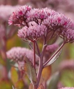 Roots Plants Perennials Sedum 'Mr Goodbud' 3L Pot