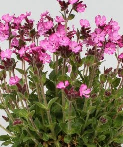 Roots Plants Silene 'Rollies Favourite' 3L Pot Perennials