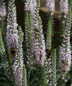 Roots Plants Perennials Veronica 'Moody Blues Pink' 3L Pot
