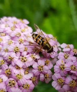 Roots Plants Perennials Achillea 'Milly Rock Pink' | 3L Pot