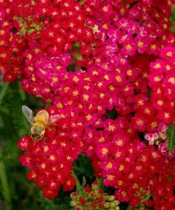 Roots Plants Achillea 'Milly Rock Red' | 3L Pot