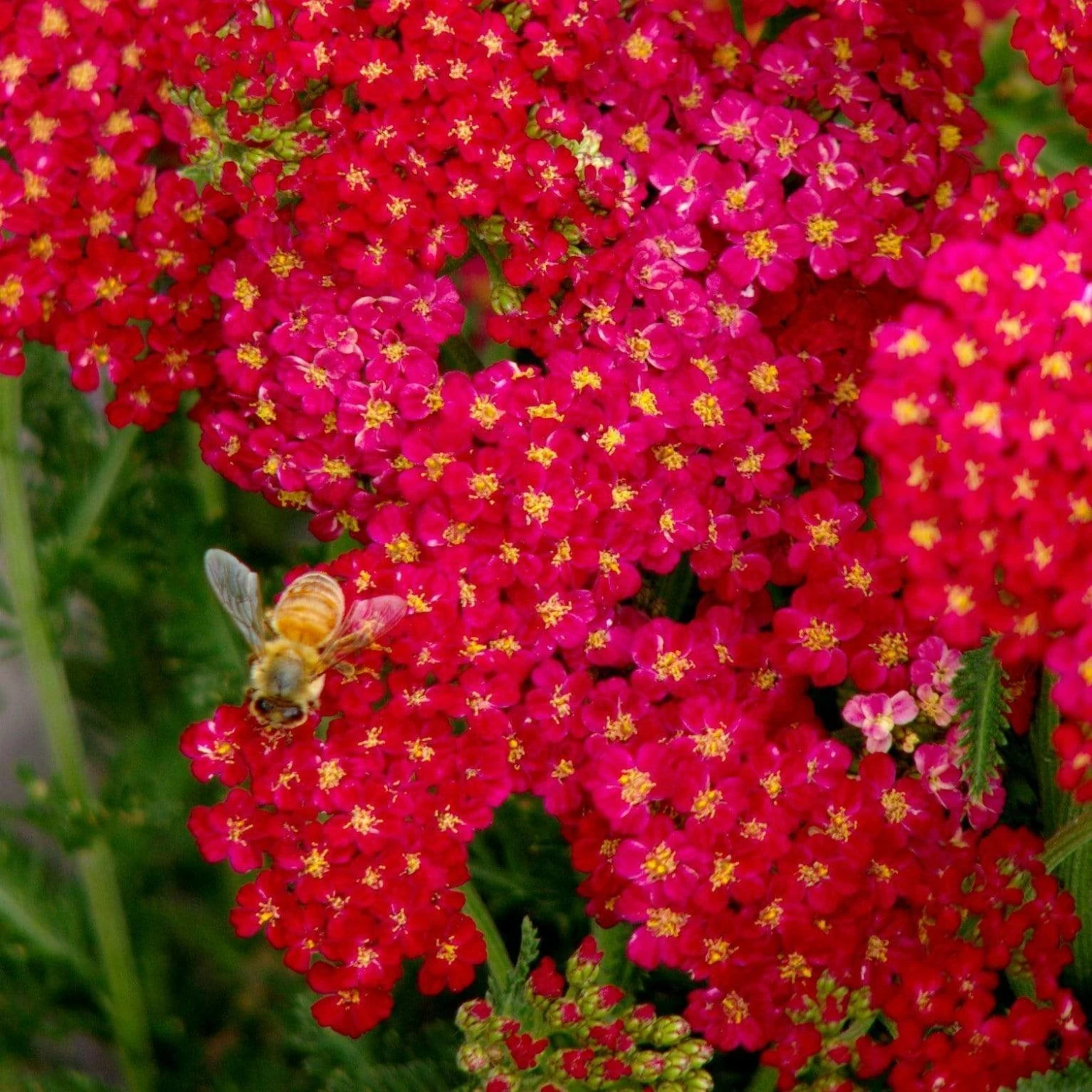 Roots Plants Achillea 'Milly Rock Red' | 3L Pot 4 Roots Plants Achillea 'Milly Rock Red' | 3L Pot