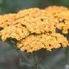 Roots Plants Achillea 'Milly Rock Yellow Terracotta' | 3L Pot Perennials 1 Roots Plants Achillea 'Milly Rock Yellow Terracotta' | 3L Pot Perennials