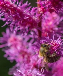 Roots Plants Astilbe 'Purple Rain' | 3L Pot Perennials