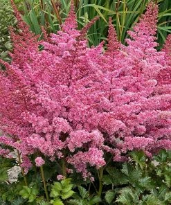 Roots Plants Perennials Astilbe 'Razzle Dazzle' | 3L Pot