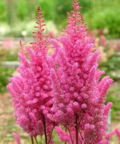 Roots Plants Perennials Astilbe 'Razzle Dazzle' | 3L Pot