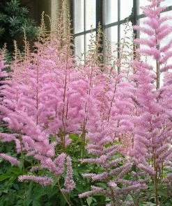 Roots Plants Astilbe 'Spotlight' | 3L Pot