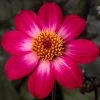 Roots Plants Dahlia 'Dahlegria Magenta Bicolour' | 3L Pot Dahlias