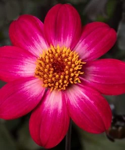 Roots Plants Dahlia 'Dahlegria Magenta Bicolour' | 3L Pot Dahlias