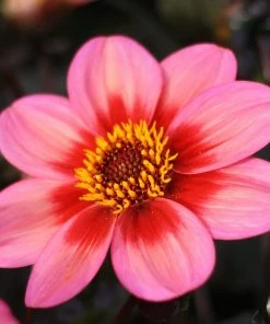 Roots Plants Dahlia 'Dahlegria Tricolore' | 3L Pot