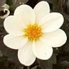 Roots Plants Dahlia 'Dahlegria White' | 3L Pot 1 Roots Plants Dahlia 'Dahlegria White' | 3L Pot