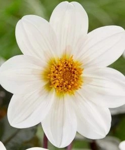 Roots Plants Dahlia 'Dahlegria White' | 3L Pot