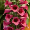 Roots Plants Foxglove 'Foxlight Plum Gold' | Digitalis | 3L Pot Perennials