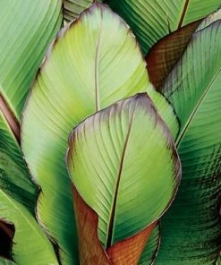 Roots Plants Ensete 'Vetricosum' | 3L Pot Perennials