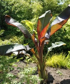 Roots Plants Ensete 'Vetricosum' | 3L Pot Perennials