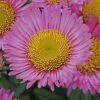 Roots Plants Erigeron 'Sea Breeze' | 3L Pot Perennials
