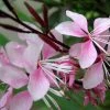 Roots Plants Gaura 'Gambit Variegata Rose'
