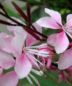 Roots Plants Gaura 'Gambit Variegata Rose'