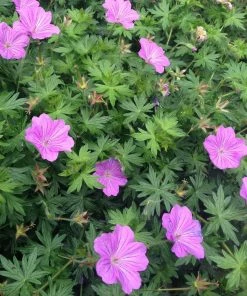 Roots Plants Geranium 'Blushing Turtle'