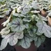 Roots Plants Heucherella 'Pink Fizz' | 3L Pot 2 Roots Plants Heucherella 'Pink Fizz' | 3L Pot