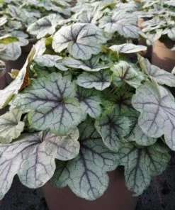 Roots Plants Heucherella 'Pink Fizz' | 3L Pot