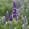 Roots Plants Perennials Lavender 'Blue Spear'