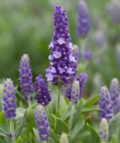 Roots Plants Perennials Lavender 'Blue Spear'