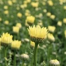 Roots Plants Leucanthemum 'Broadway Lights' | Daisy 5 Roots Plants Leucanthemum 'Broadway Lights' | Daisy