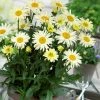 Roots Plants Leucanthemum 'Broadway Lights' | Daisy 1 Roots Plants Leucanthemum 'Broadway Lights' | Daisy